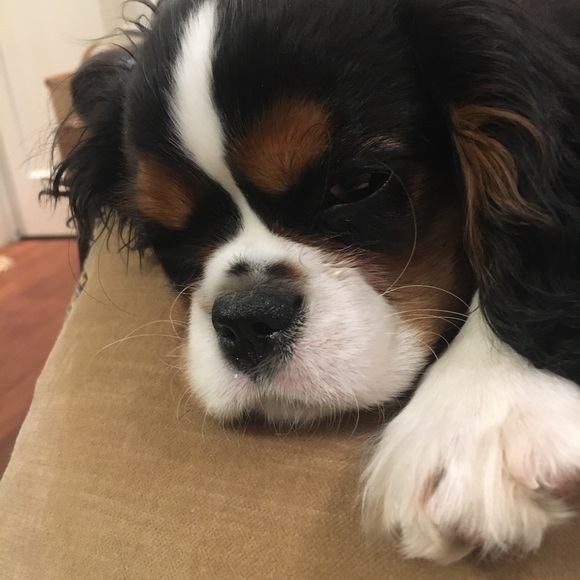 Meet your Posher, Amber - Picture 2 of 3